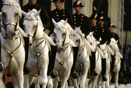 Lipizzan Queue - lippizan, white, horses, vienna