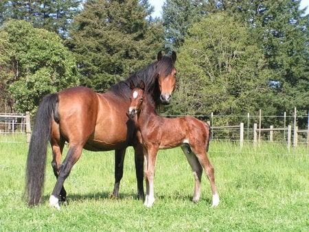 Kindred - horses, mother, foal, mare, bay