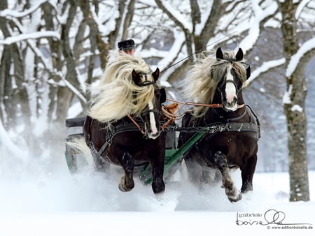 Black Forest Couple - horses, black forest, drafthorse, liver chestnut, german