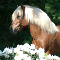 Haflinger Stallion