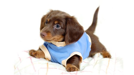 Cute Puppy - dogs, sweater, cute, puppy, animals