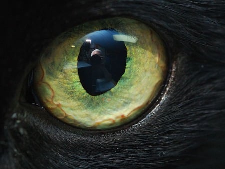 Feline Eye - yellow, cats, feline, eye, black, pupil