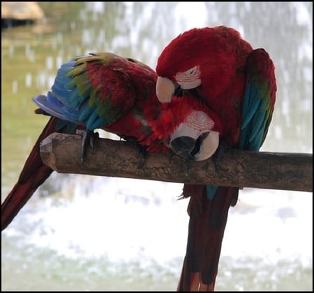 Friends - sleep, red, blue, parrot, colorful, care, sweet, cute