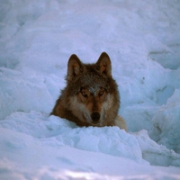 TIMBER IN SNOW