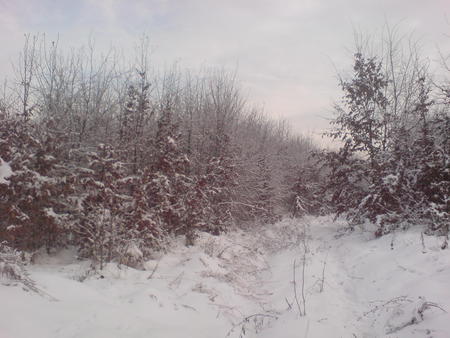 B�kk, Hungary - trees, white, snow, beautifull, forest, hungary, sky, mysterious