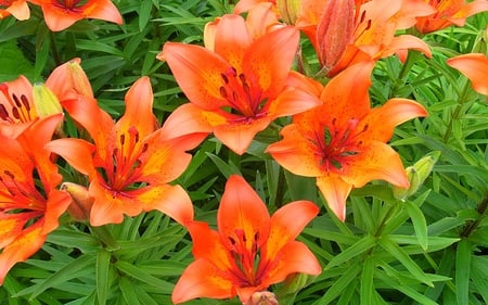 Tiger Lilies - nature, lilies, beautiful, orange, flowers, garden