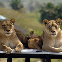 AFRICAN LIONESSES & CUBS