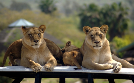 AFRICAN LIONESSES & CUBS - sitting, camouflage, photography, cunning, lionesses, black and white, eys, large, cubs, portrait, cats, wild, queens, big