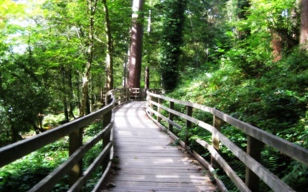 Bridge to the Forest - forests, nature, beautiful, green, bridge