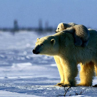 Polar bear mother and cub in Artic tundra