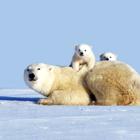 Polar bear cubs and mother playing in Artic tundra