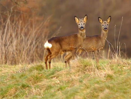 African antelopes - animal, africa, wild, antelope, nature