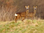 African antelopes