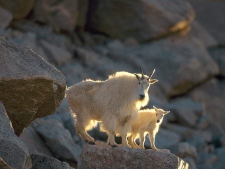 The mountain goats - animal, nature, mountain, goat