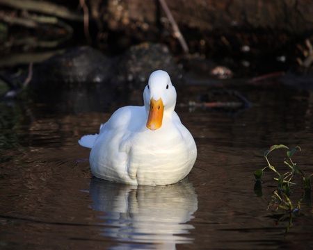 Goose - pond, animal, bird, goose, nature