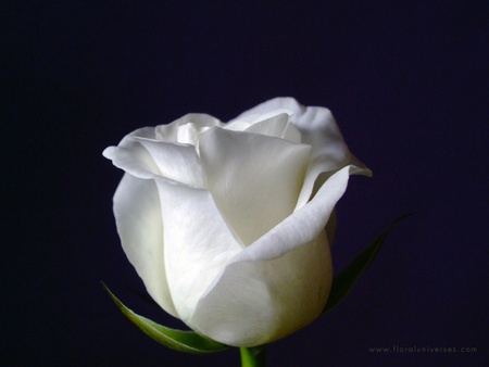 White rose - white, flower, rose, black, love