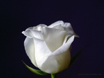 White rose