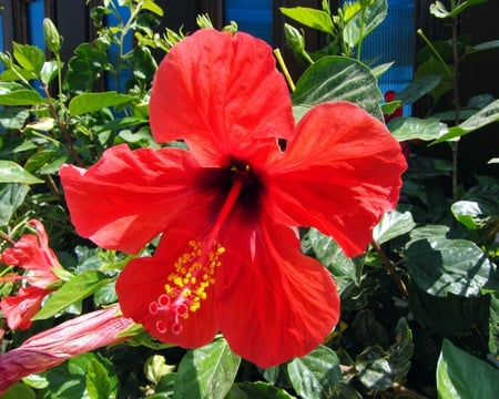 Red hibiscus - red, flower, nature, hibiscus