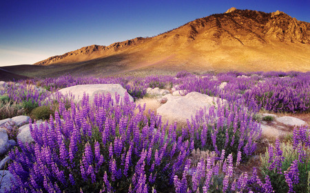 Purple field - field, flower, purple, mountain