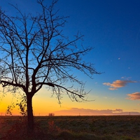 Tree and Sunshine