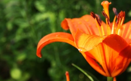 OrangeBeauty - flowers, one, nature, beautiful, garden