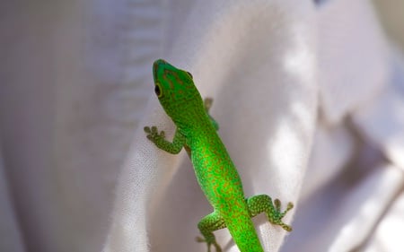 A Green Gecko - green, cute, gecko, reptiles, animals