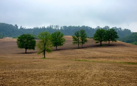 Staggered - forests, trees, hills, nature, beautiful, fields, rolling, rural