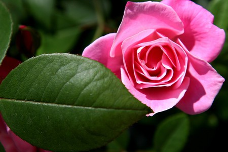 Rose for Andonia - nature, pink, andonia, friendship, rose