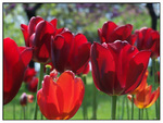 tulips for caramelie