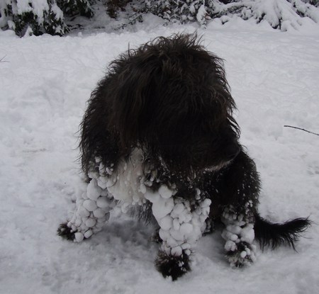 Violet - nature, terriers, snow, gidget, violet