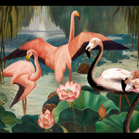 flamingos