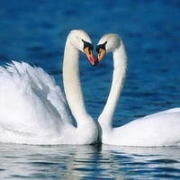 love birds