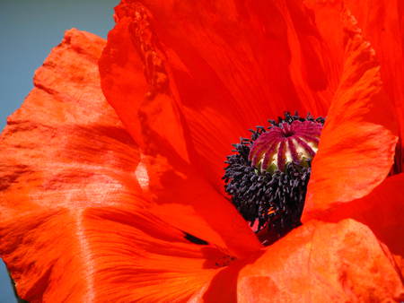 Poppy Seed - flowers, summer, red, nature