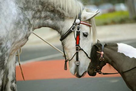 Meeting - horses, white, black and white, small and big, meeting