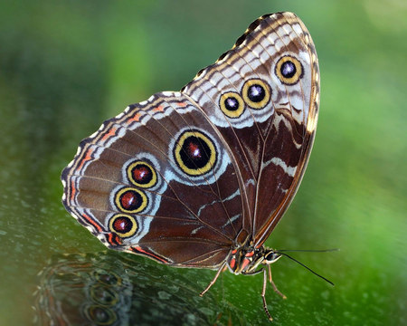 Butterfly wallpaper - butterfly, beauty nature, l, wallpaper