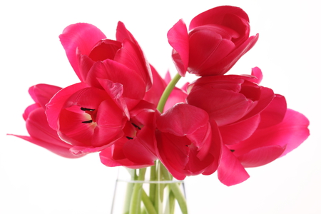 Tulips - beauty, photography, pink tulips, tulips, still life, lovely, vase, nature, pretty, beautiful, pink, tulip, flowers