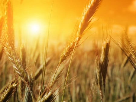 fields - crop, morning, bright, fields, sunrise