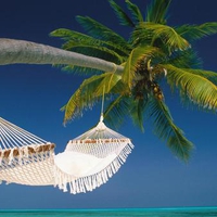 Hammock-on-a-palm-tree