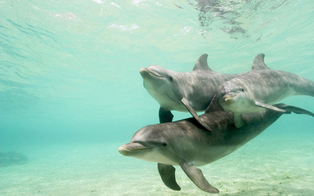 Happy family - dolphins, underwater, ocean, animals, life