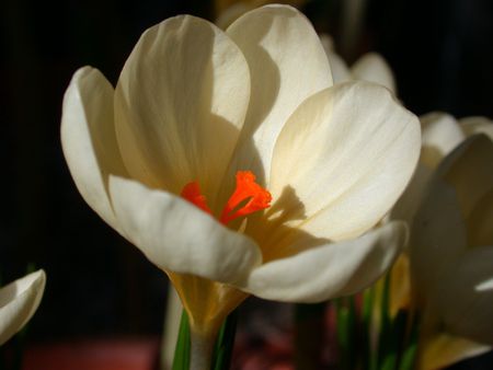 Crocus - white, crocus, petals, orange, flower