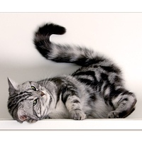 naughty cat