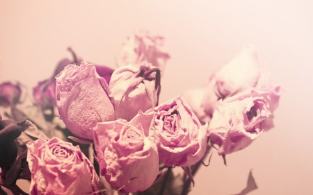 Withered love... - flowers, roses, pink, sad