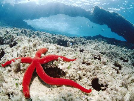 Underwater (for Jackii) - water, under, underwater, mediterranean, starfish, nature, life, red, sea