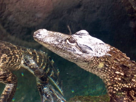 gator - gator, water, reptiles, animales