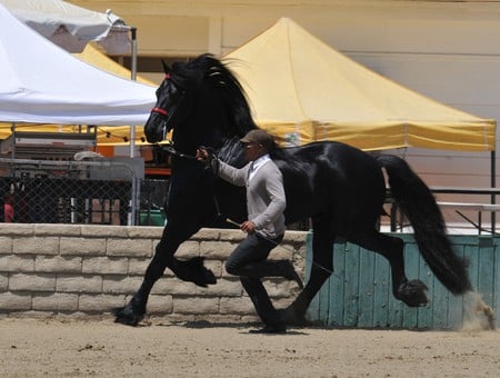 Test - holland, black, horses, dutch, friesian, friesland