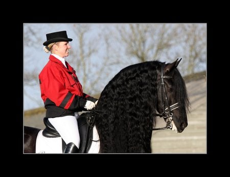 Rik 1 - horses, drafthorse, holland, dutch, friesland, friesian, black