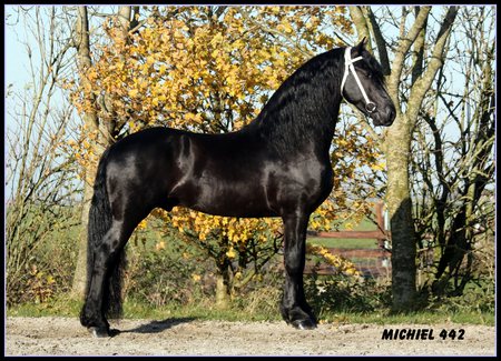 Michiel - horses, drafthorse, holland, dutch, friesland, friesian, black