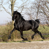 Half Friesian Half Andalusian-The Warlander