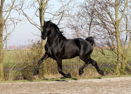 Half Friesian Half Andalusian-The Warlander