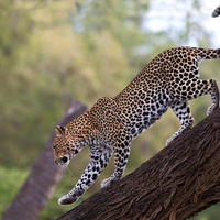 great climber